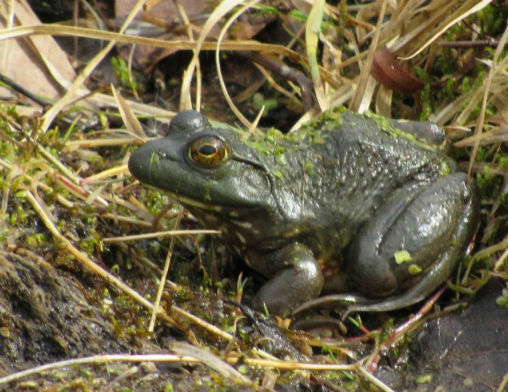 American Bullfrog